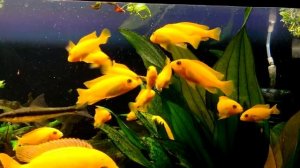 Кормление зебр ред палочками Tetra для цихлид.