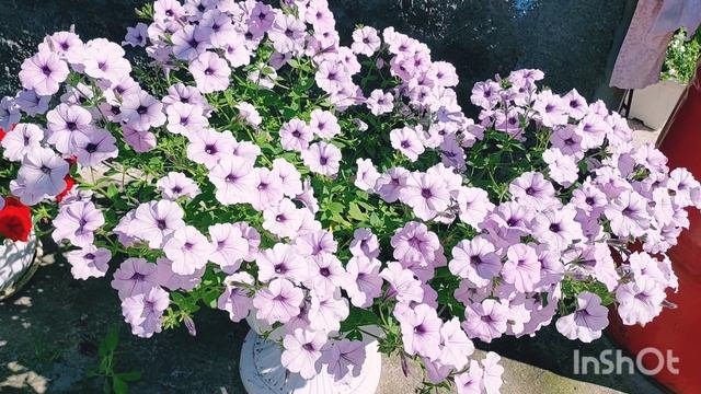 Петуния Тайдал Вейв Сильвер 03.07.22г.