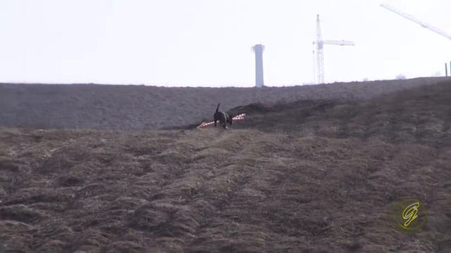 Курсинг по бультерьерски (Bull Terrier, lure coursing) смотреть онлайн