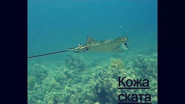 Изделия из экотической кожи VERJANI