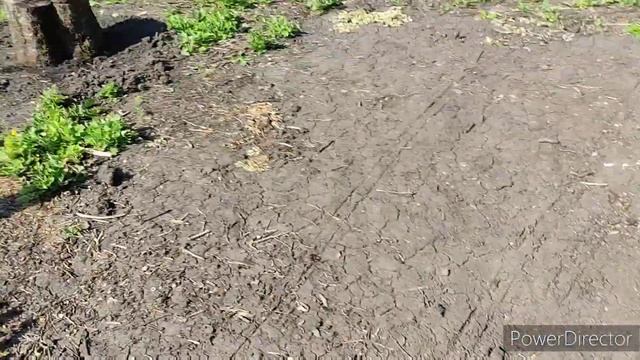 Наша дача. Май 2023 . смотреть онлайн