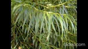 Сергей Есенин  -  Край любимый! Сердцу снятся