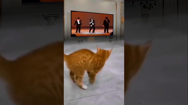 У малыша хорошее чувство ритма. #shorts #dog #cat #animals #video #smile