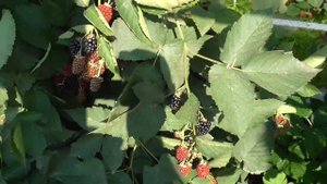 Ежевика сорт Гай 2019 год