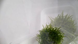 Погостемон хелфера (Pogostemon helferi) в аквариуме на "Вабикусе"