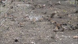 Журавли проливают печаль. Стихи Галина Белова, муз. и вокал Станислав Пенявский