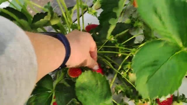 сорт клубники НСД Флорида бьюти