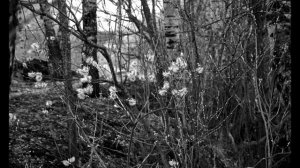 Струны весны