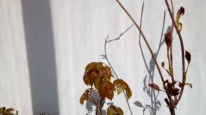 Как вырастить дикий виноград в горшке на балконе