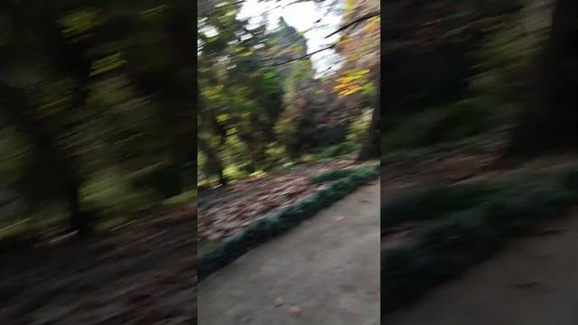 Путешествие из Батуми в Ботанический сад. Грузия смотреть онлайн