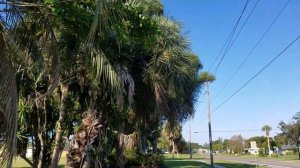 Butia capitata - The Pindo Palm, A Very Popular Cold Hardy Palm With Variation.