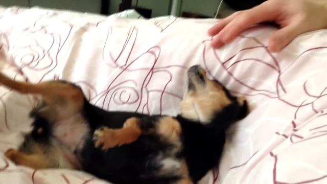 Светлая память Таруле смотреть онлайн