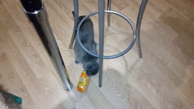 Беспредельная Кошка ворует колбасу смотреть онлайн