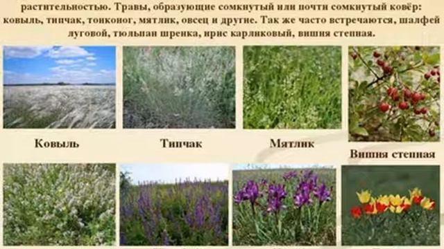 7 Растительность З степей смотреть онлайн