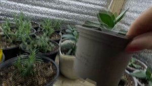 ЭУСТОМА.РЕЗУЛЬТАТ ПРИЩИПКИ ЭУСТОМЫ