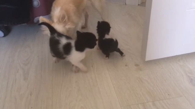 Собака охраняет котят смотреть онлайн