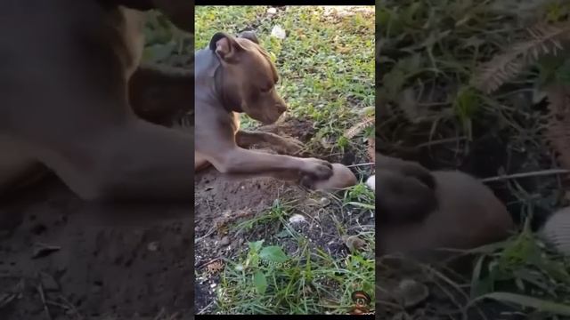 Озвучка Джавида/ Смешная Озвучка/Приколы с животными