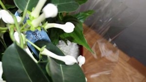 Стефанотис – полив и удобрение. Как поливать и чем подкормить мадагаскарский жасмин.