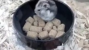 Владимир Нежный Благовест - Как прекрасен этот мир (Весёлые ребята cover)