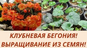 Клубневая бегония из семян. Обзор рассады после пикировки. Уход.Полив.Цветы для дома и сада.