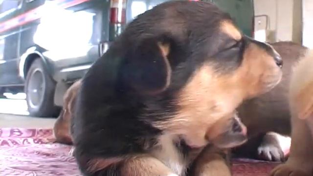 "Собака МЧС Даша принесла щенков". 07-06-2006 смотреть онлайн