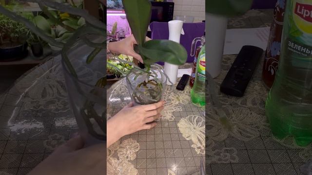 Пересадка кривой орхидеи Легенда