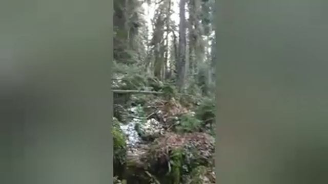 Лес Аватар! Абхазия. Самшитовый древний лес! смотреть онлайн