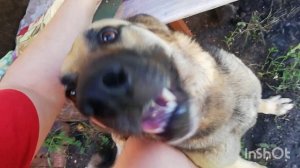 34) Новый Ошейник Собаке породы Овчарка по кличке Верба, который не подошел в г. Пенза 10 июля 2022