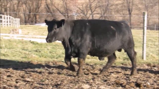 KM Intensity 5019 смотреть онлайн