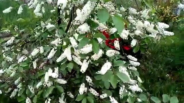 Черемуха обыкновенная.