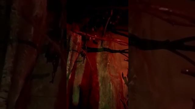 Ночные животные