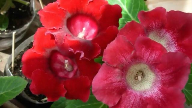 Деревенское село.Фото глоксиний. смотреть онлайн