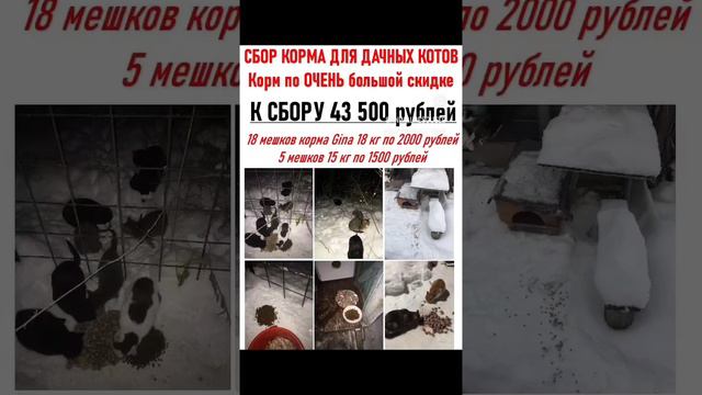 ПОМОЧЬ: СБ 5336 6901 6946 5830 на Валерию Олеговну А. (Дома 40+ кошек с дач и 2 собаки) #кошки #спб