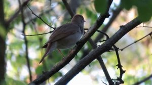 Настоящий курский соловей