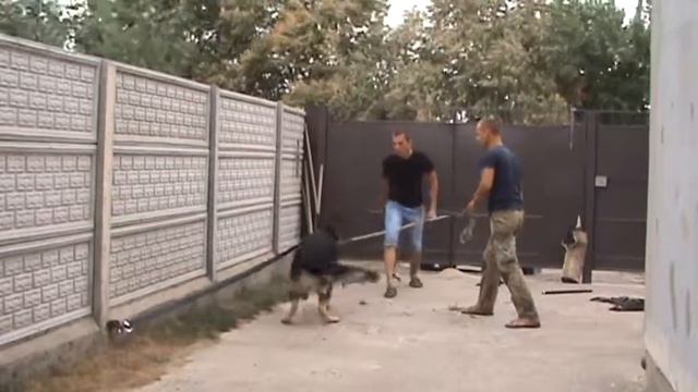 Немец на защиту. Первое занятие. Овчарка Рей смотреть онлайн