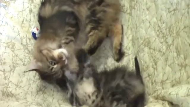 Мася и Масик смотреть онлайн