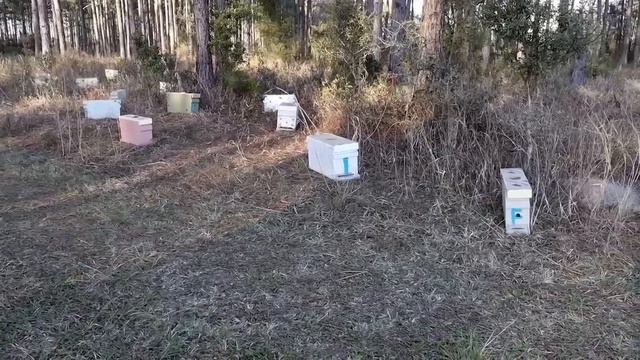 Джон Нокс - промышленный пчеловод Флориды (Ч.6 Боб Бинни) смотреть онлайн