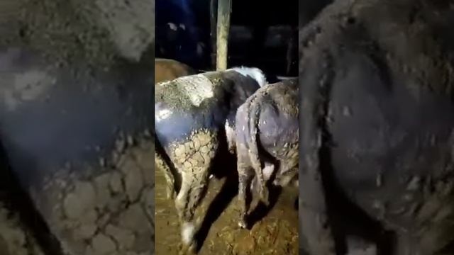 Быки по 700 кг. После откорма. Все поедут на забой. Продажа быков и коров из РФ. смотреть онлайн