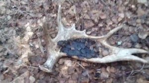 Поиск рогов лося. Весна 2019.