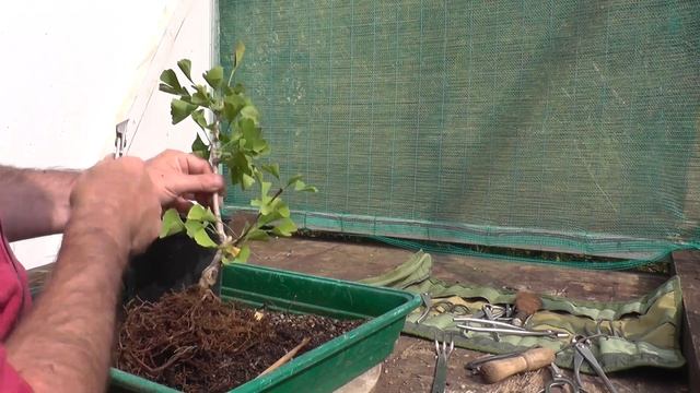 Ginkgo Biloba Benefits смотреть онлайн