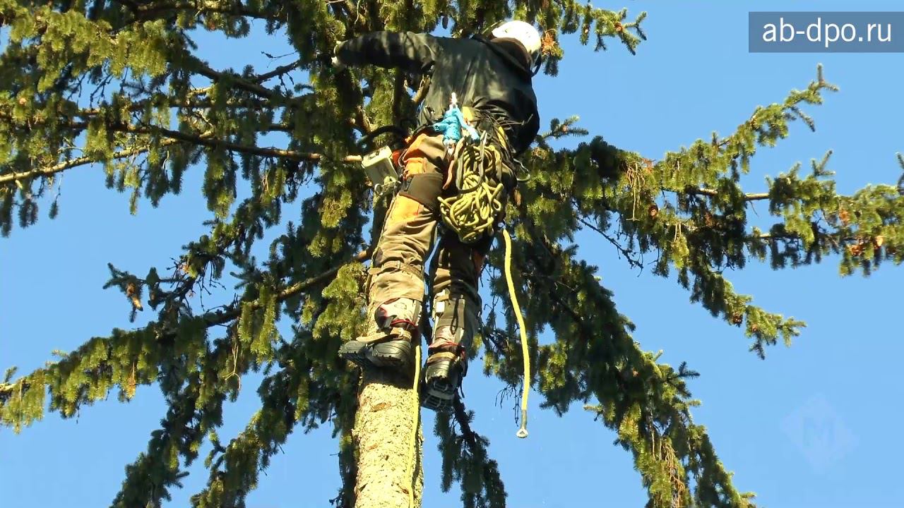 Арбористика. Способ удаления одиночного дерева