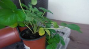 Корни клубники с белым грибом и без. Часть 4