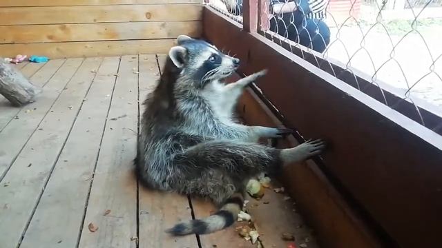 Енот-полоскун Дуняша. Самые забавные зверята.