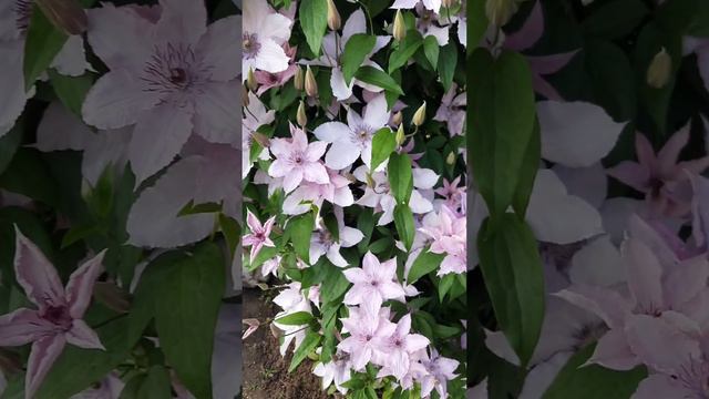 Клематис Хегли Хайбрид смотреть онлайн