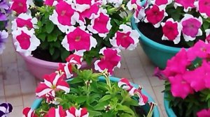 Winter flowers Aster Petunia Impatiens Verbena full Blooming 🏡 #mygarden #mygardentoday