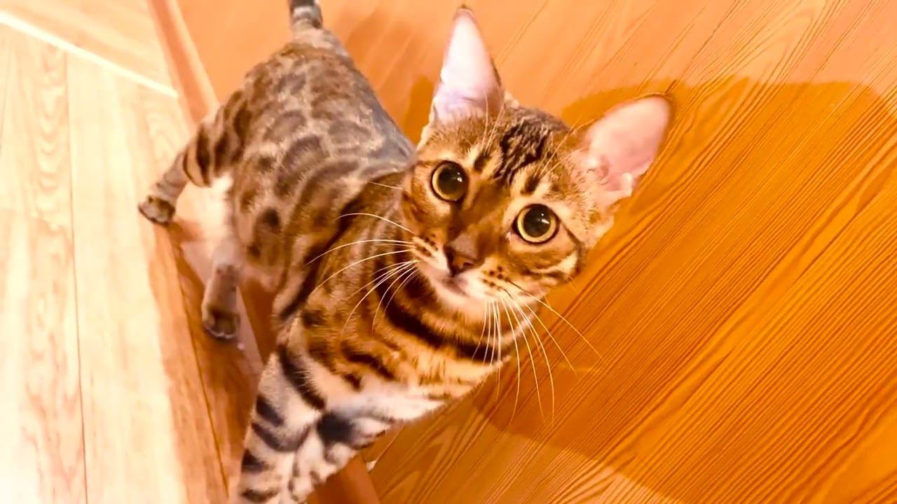 Недорогой автоматический туалет для кошек со сливом в канализацию :) смотреть онлайн