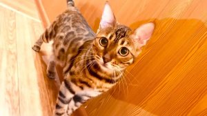 Недорогой автоматический туалет для кошек со сливом в канализацию :)