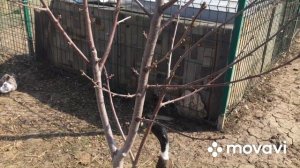 Инкубация . Разделка тушки уточки Индийского бегунка !