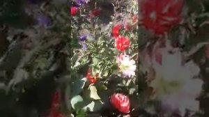 Веселые Ребята - чтобы были очень веселыми. Уход за цветущими георгинами