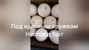 Доработка и испытание инкубатора Блиц 72 #сидимдома